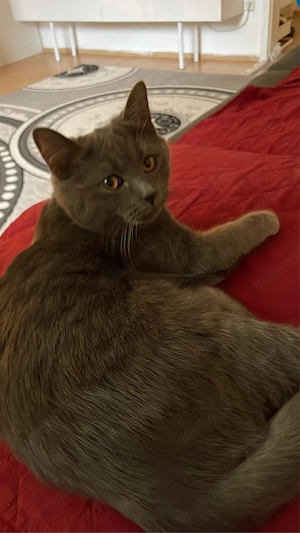 Liebevolles Zuhause für unseren Kater  Milan  gesucht   