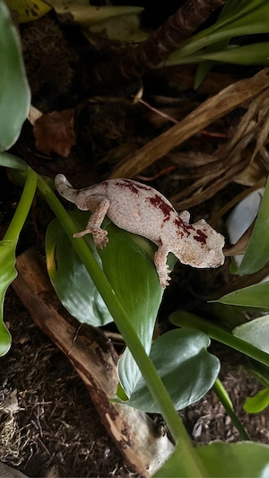 Rhacodactylus auriculatus Höckerkopfgecko