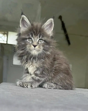 Katzen bringen Freude in jedes Zuhause. Sie verströmen positive Energie und helfen, negative Gefühle