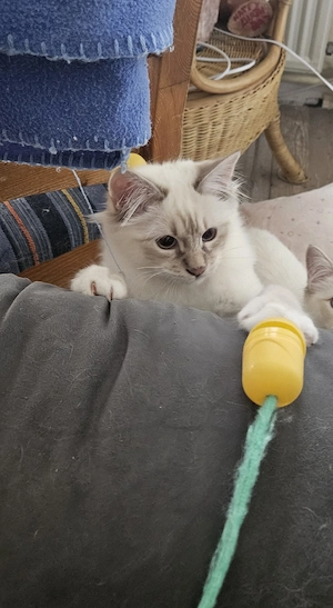 Heiliger Birma Kater