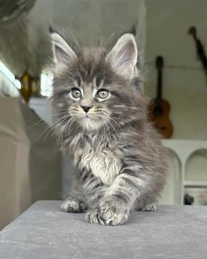 Adoptieren Sie ein sauberes, sanftes und wohlerzogenes Maine-Coon-Kätzchen als treuen Begleiter in I