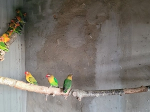 agaponiden verschiedene Farben  Bild 2