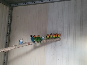 agaponiden verschiedene Farben 