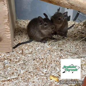 Degu Gruppe Weibchen oder Böckchen Bild 2