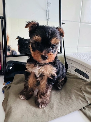 Mini Yorkshire Terrier Welpen   3 Jungen suchen liebevolles Zuhause   geboren 13.02.2026