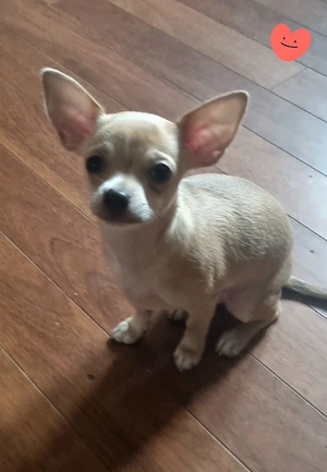 Chihuahua Hündin sucht Zuhause 15.11.2025 geboren