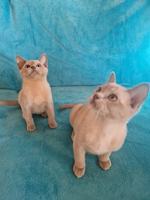 Burma Kitten