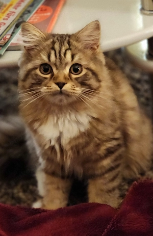 Eine BKH und eine BLH Kätzin suchen ein neues Zuhause