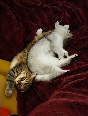 Eine BKH und eine BLH Kätzin suchen ein neues Zuhause