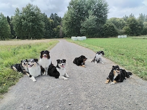 Hundesitting Betreuung 