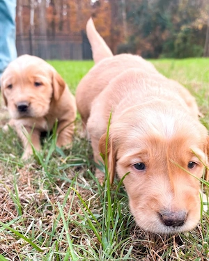 Sehr kräftige und gesunde Golden-Retriever-Welpen