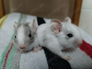 Super süßer Degu Nachwuchs:Sonderfarben:Schoko-Schecken suchen demnächst Heugeber!