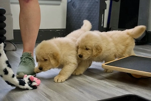 Gesunde und reinrassige Golden-Retriever-Welpen