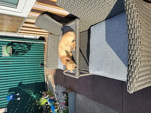 Chihuahua zu verkaufen