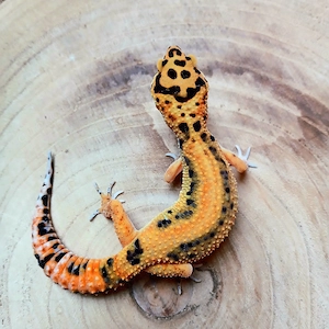 0.1 Tangerine Boldstripe NZ 25 Leopardgecko Eublepharis Macularius 