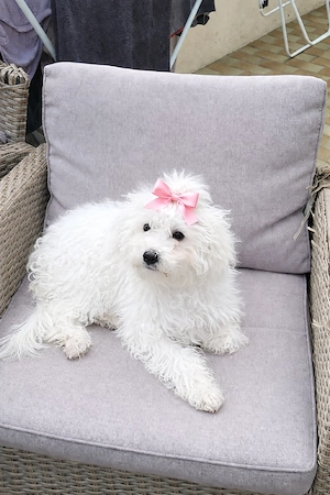 Süße Maltipoo Hündin 