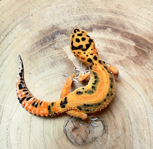 0.1 Tangerine Boldstripe NZ 25 Leopardgecko Eublepharis Macularius 