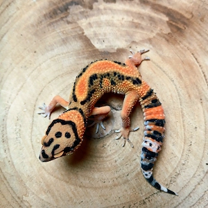 0.1 Clown NZ 25 Leopardgecko Eublepharis Macularius 