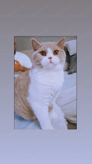 Sehr kräftiger BKH Kater in Lilac White