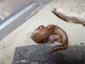 1.0 Sandboa Flame Striped het Anery Gongylophis colubrinus loveridgei DNZ 24 
