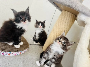 Maine Coon Katzenbabys