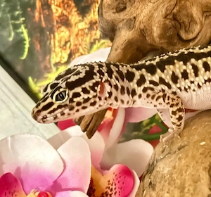 Leopardgecko Weibchen (bold stripe lavender) NZ:24