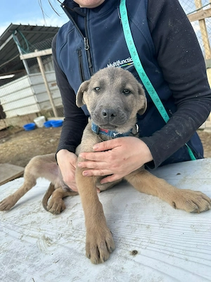 Xerox, süsser geht nicht mehr 