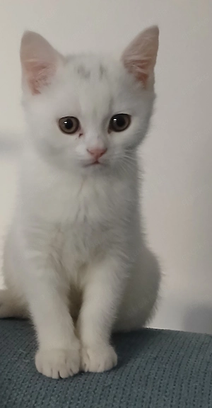 BKH-Kitte Weiß Kater ab sofort abholbereit