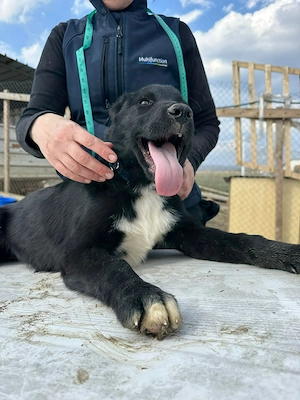Wolle, freundlicher Hundebub sucht sein Glück