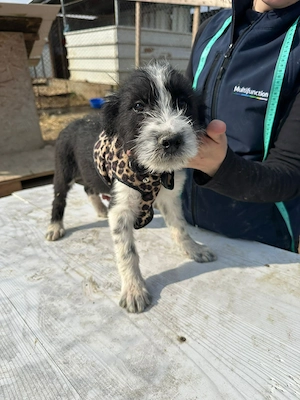 Xoel, hübscher Hundebub sucht seine Menschen