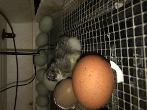 Eintagsküken von verschiedenen Rassen abzugeben