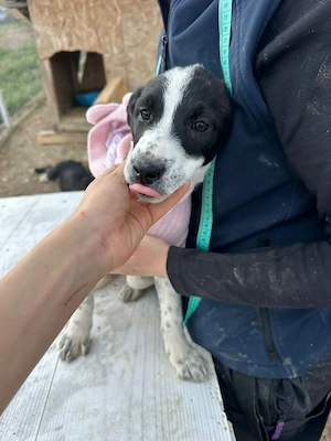 Xia, klein, verschmust, liebenswert sucht ihre Menschen