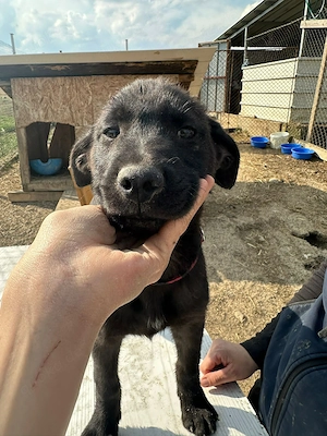 Xaver, kleiner, schnuckeliger Hundebub sucht seine Menschen