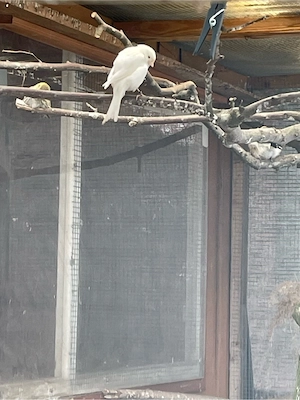 Verkaufe Kanarienvögel Japan Hoso