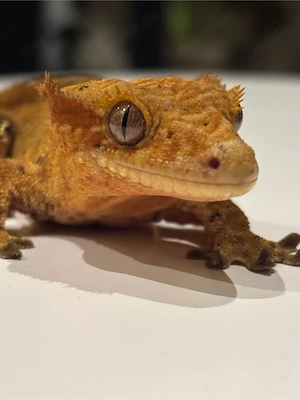 Kronengecko 0.1 adult weibl 