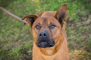 *CLOONEY* Der Rüde sucht Kenner seiner Rasse