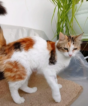 Kätzchen aus dem Tierschutz