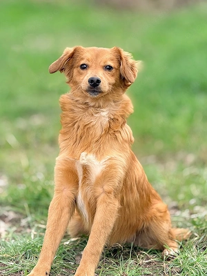 *JOHN*: Der Rüde ist lieb, sanft, intelligent, aufnahmebereit, sozial, und liebt Beschäftigungen