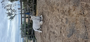 Suche eine Pflegebeteiligung für meinen lieben Wallach