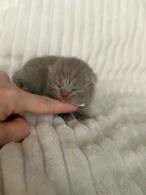 Bkh Kitten Mit Stammbaum 