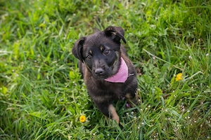 Welpe *SOPHIA* - Ein verspieltes, freundliches und neugieriges Welpenmädchen