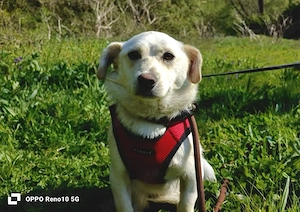 Ich bin NINO    und wünsche mir Liebe