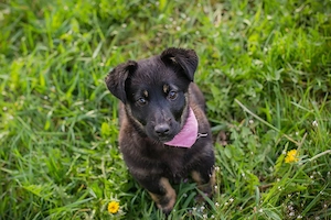 Welpe *SOPHIA* - klein, süß und abenteuerlustig Bild 3
