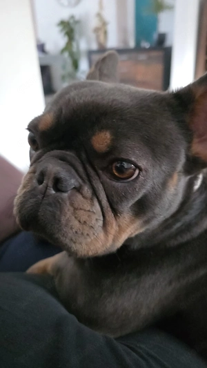 Französische Bulldogge 