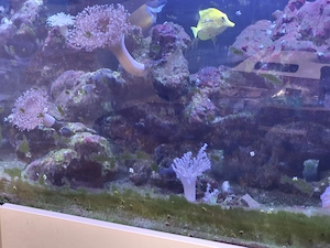 Meerwasseraquarium komplett