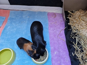 Meerschweinchen suchen ein neues Zuhause