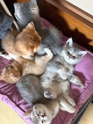Britisch Kurzhaar  Ragdoll Mischlingskitten