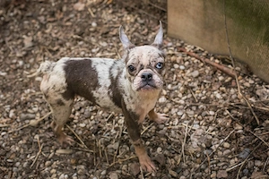 *PAULINE* Die Hündin ist endlich auf der Sonnenseite des Lebens   