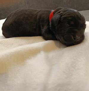  Labrador Retriever Welpen 