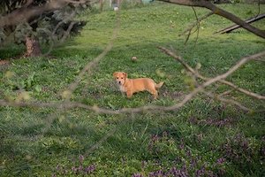 Welpe *NOAH* Wer gibt ihm ein Ticket in ein liebevolles Zuhause?